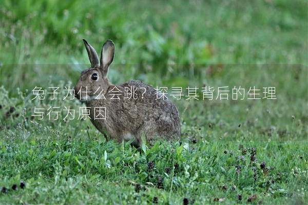 兔子为什么会跳？探寻其背后的生理与行为原因