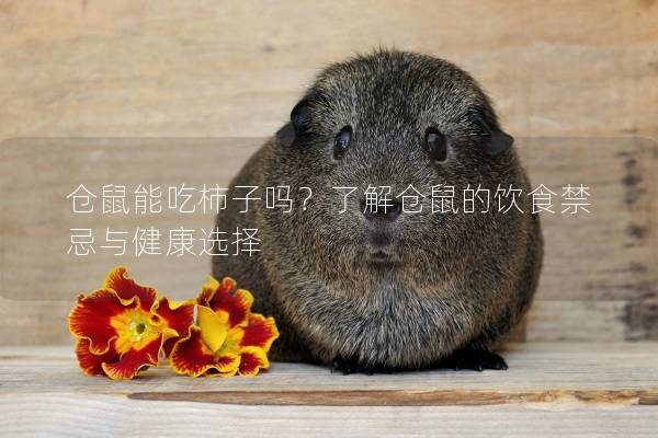 仓鼠能吃柿子吗？了解仓鼠的饮食禁忌与健康选择