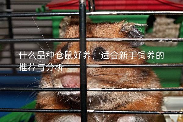 什么品种仓鼠好养，适合新手饲养的推荐与分析