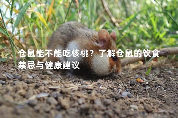 仓鼠能不能吃核桃？了解仓鼠的饮食禁忌与健康建议