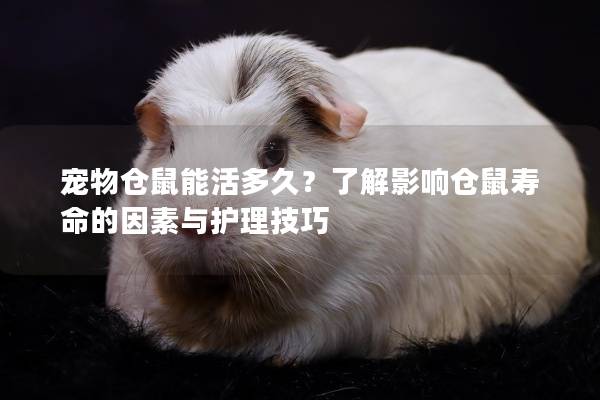 宠物仓鼠能活多久？了解影响仓鼠寿命的因素与护理技巧
