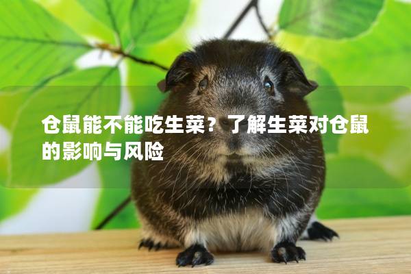 仓鼠能不能吃生菜？了解生菜对仓鼠的影响与风险