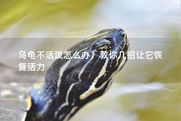 乌龟不活泼怎么办，教你几招让它恢复活力