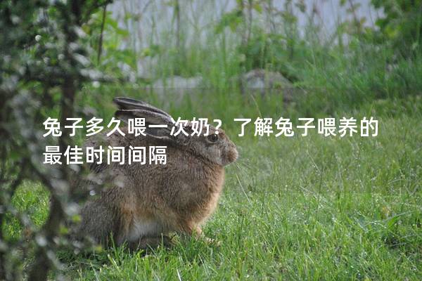 兔子多久喂一次奶？了解兔子喂养的最佳时间间隔