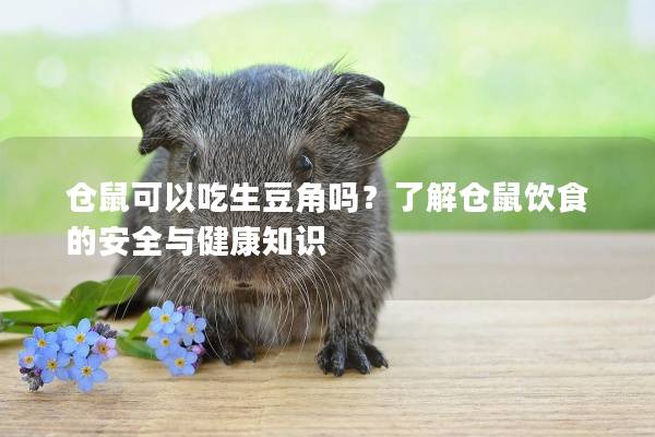 仓鼠可以吃生豆角吗？了解仓鼠饮食的安全与健康知识