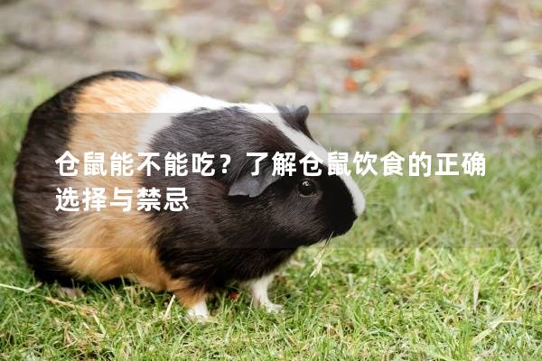 仓鼠能不能吃？了解仓鼠饮食的正确选择与禁忌