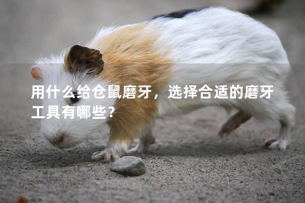 用什么给仓鼠磨牙，选择合适的磨牙工具有哪些？