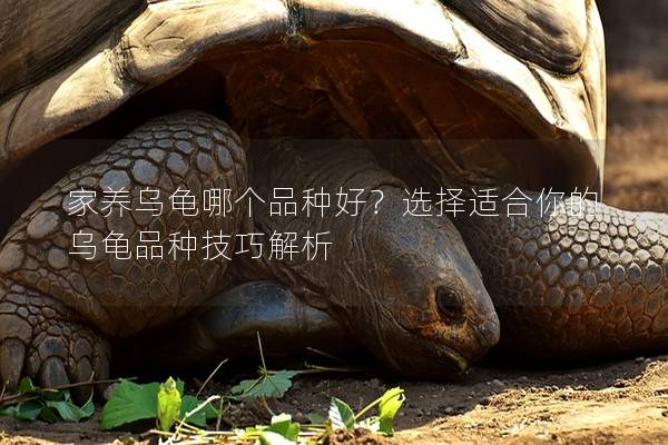 家养乌龟哪个品种好？选择适合你的乌龟品种技巧解析