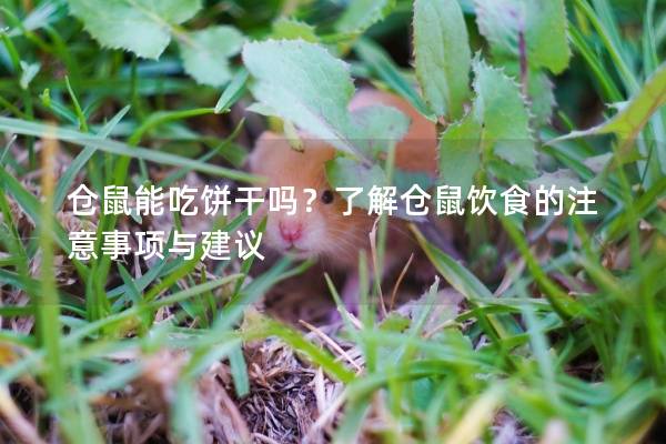 仓鼠能吃饼干吗？了解仓鼠饮食的注意事项与建议