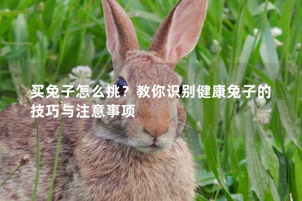 买兔子怎么挑？教你识别健康兔子的技巧与注意事项