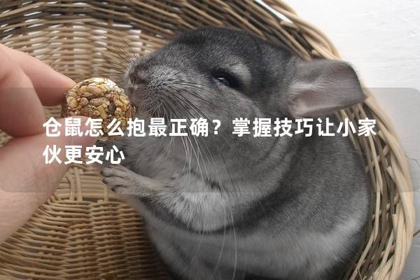 仓鼠怎么抱最正确？掌握技巧让小家伙更安心