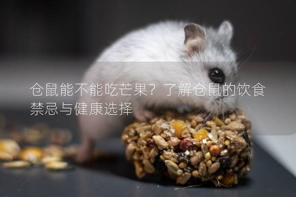 仓鼠能不能吃芒果？了解仓鼠的饮食禁忌与健康选择