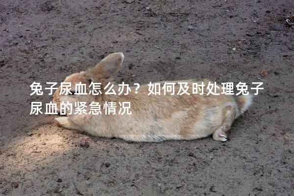 兔子尿血怎么办？如何及时处理兔子尿血的紧急情况