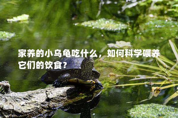 家养的小乌龟吃什么，如何科学喂养它们的饮食？