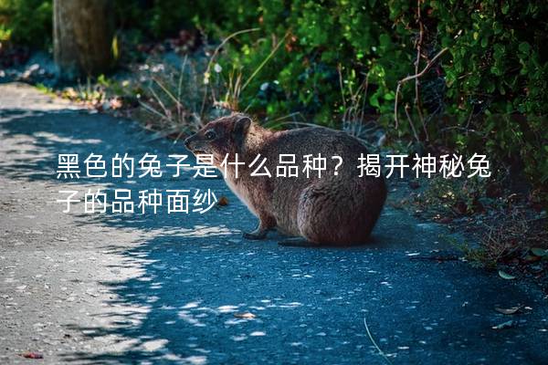 黑色的兔子是什么品种？揭开神秘兔子的品种面纱