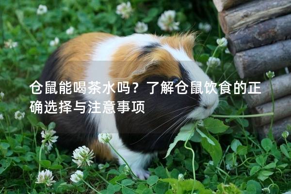 仓鼠能喝茶水吗？了解仓鼠饮食的正确选择与注意事项