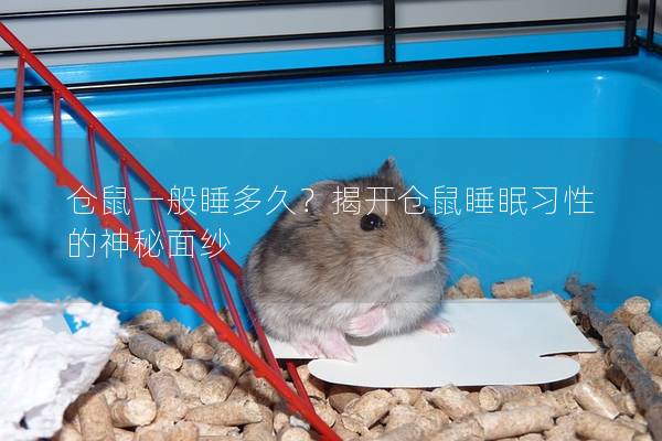 仓鼠一般睡多久？揭开仓鼠睡眠习性的神秘面纱