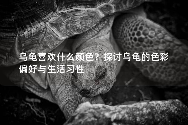 乌龟喜欢什么颜色？探讨乌龟的色彩偏好与生活习性