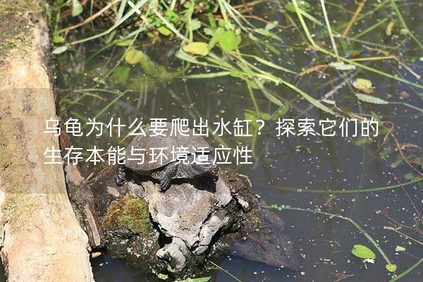 乌龟为什么要爬出水缸？探索它们的生存本能与环境适应性