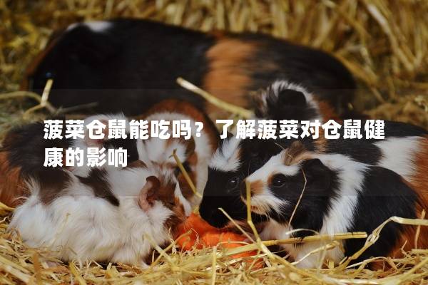 菠菜仓鼠能吃吗？了解菠菜对仓鼠健康的影响