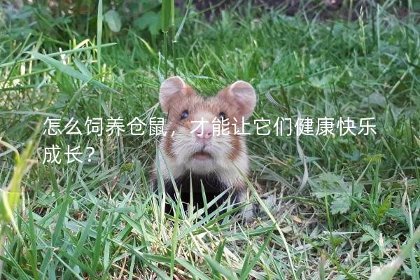 怎么饲养仓鼠，才能让它们健康快乐成长？