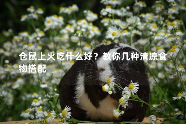 仓鼠上火吃什么好？教你几种清凉食物搭配