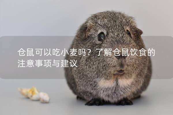 仓鼠可以吃小麦吗？了解仓鼠饮食的注意事项与建议