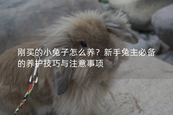 刚买的小兔子怎么养？新手兔主必备的养护技巧与注意事项