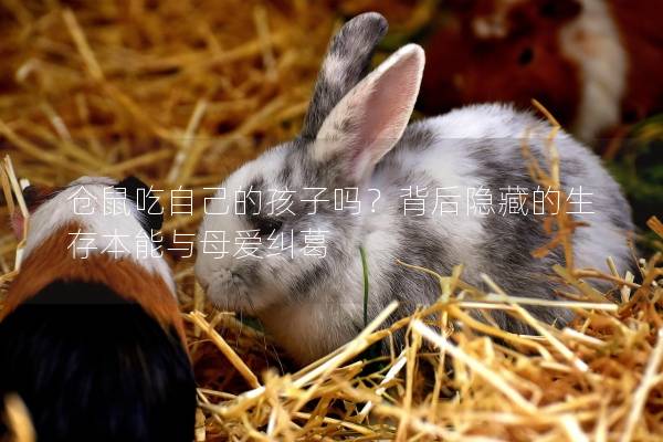 仓鼠吃自己的孩子吗？背后隐藏的生存本能与母爱纠葛