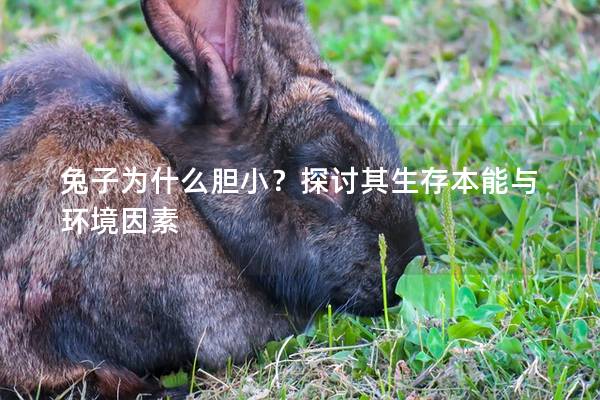 兔子为什么胆小？探讨其生存本能与环境因素
