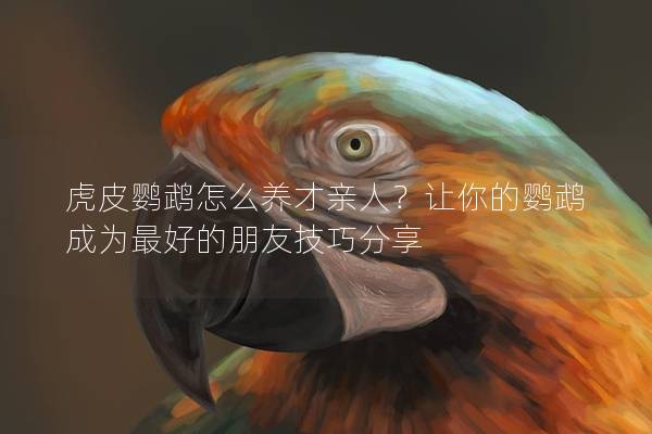 虎皮鹦鹉怎么养才亲人？让你的鹦鹉成为最好的朋友技巧分享