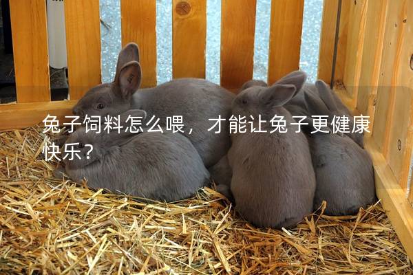兔子饲料怎么喂，才能让兔子更健康快乐？