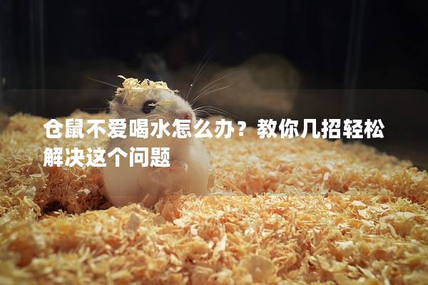 仓鼠不爱喝水怎么办？教你几招轻松解决这个问题