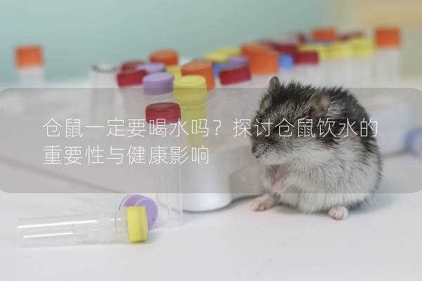 仓鼠一定要喝水吗？探讨仓鼠饮水的重要性与健康影响