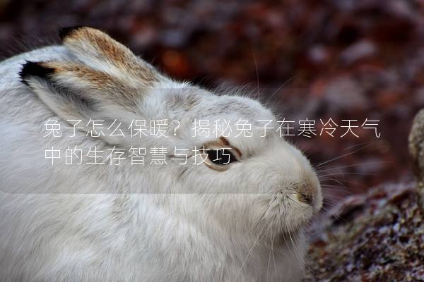 兔子怎么保暖？揭秘兔子在寒冷天气中的生存智慧与技巧