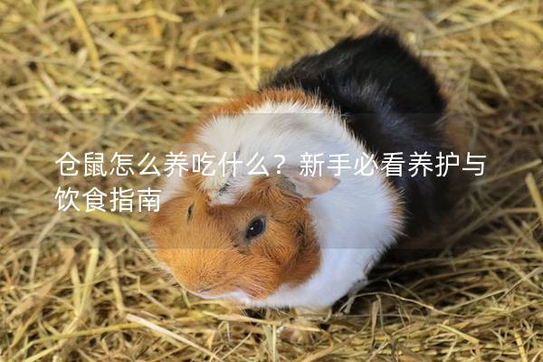 仓鼠怎么养吃什么？新手必看养护与饮食指南