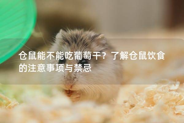仓鼠能不能吃葡萄干？了解仓鼠饮食的注意事项与禁忌