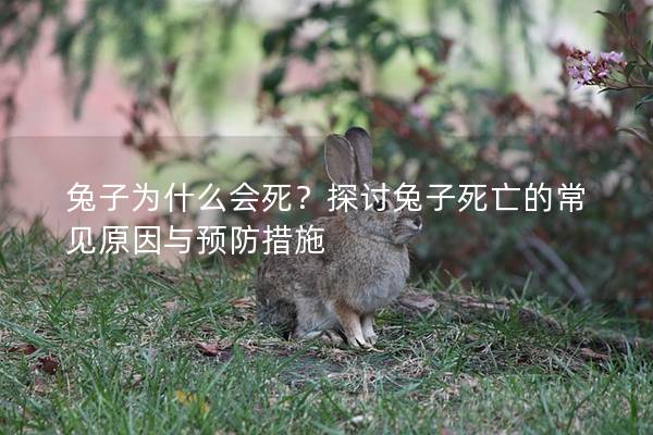 兔子为什么会死？探讨兔子死亡的常见原因与预防措施