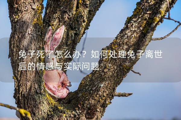兔子死了怎么办？如何处理兔子离世后的情感与实际问题