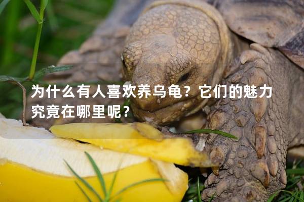 为什么有人喜欢养乌龟？它们的魅力究竟在哪里呢？