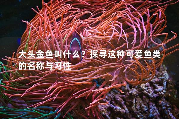 大头金鱼叫什么？探寻这种可爱鱼类的名称与习性