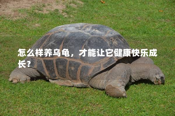 怎么样养乌龟，才能让它健康快乐成长？