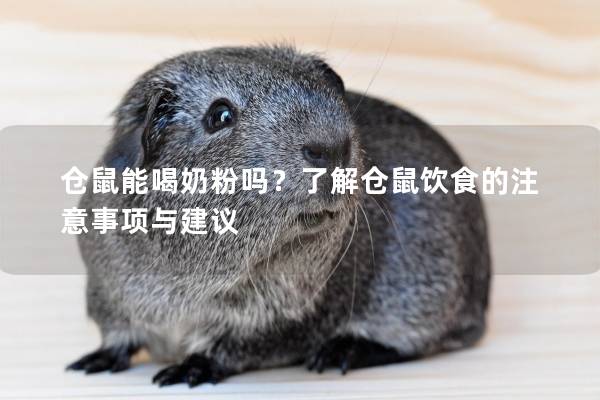 仓鼠能喝奶粉吗？了解仓鼠饮食的注意事项与建议