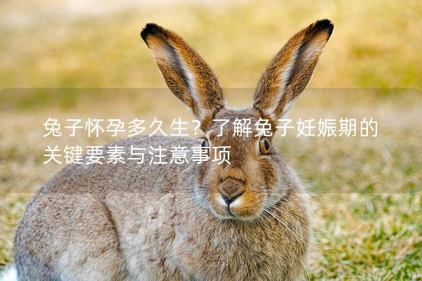 兔子怀孕多久生？了解兔子妊娠期的关键要素与注意事项