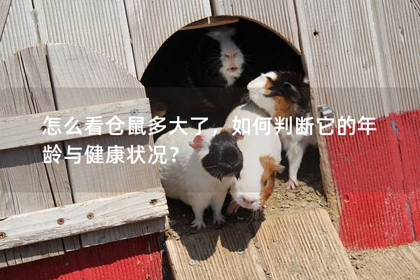 怎么看仓鼠多大了，如何判断它的年龄与健康状况？