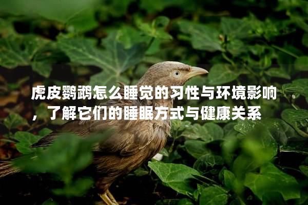 虎皮鹦鹉怎么睡觉的习性与环境影响，了解它们的睡眠方式与健康关系