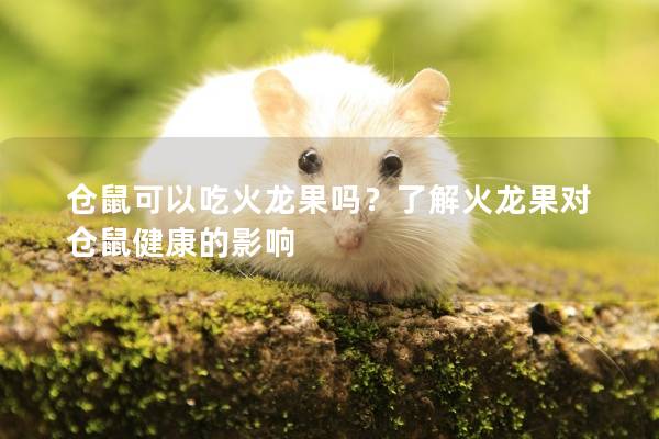 仓鼠可以吃火龙果吗？了解火龙果对仓鼠健康的影响