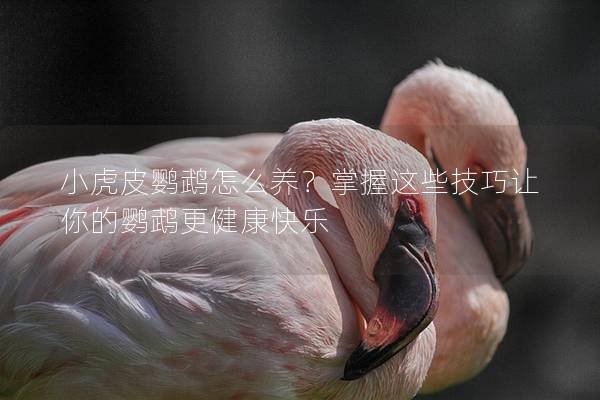 小虎皮鹦鹉怎么养？掌握这些技巧让你的鹦鹉更健康快乐