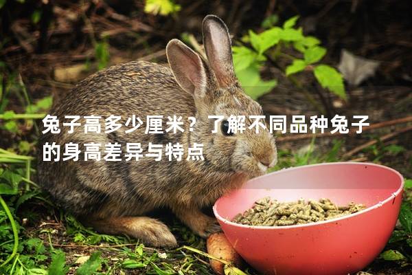 兔子高多少厘米？了解不同品种兔子的身高差异与特点