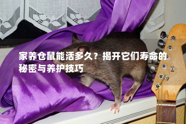 家养仓鼠能活多久？揭开它们寿命的秘密与养护技巧